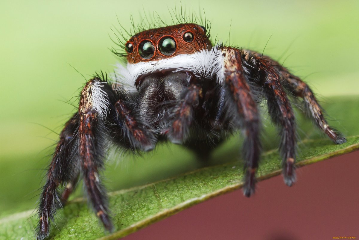 Паук мухолов