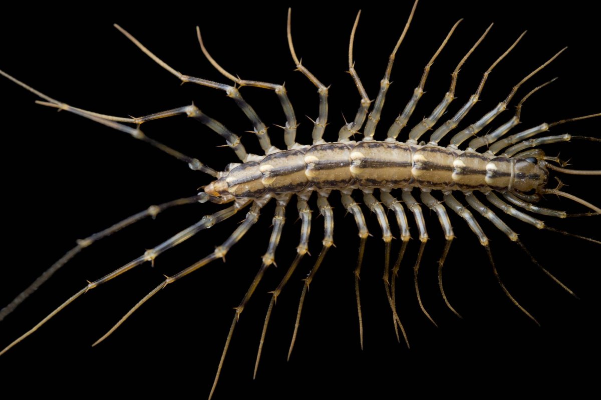 Обыкновенная мухоловка многоножка