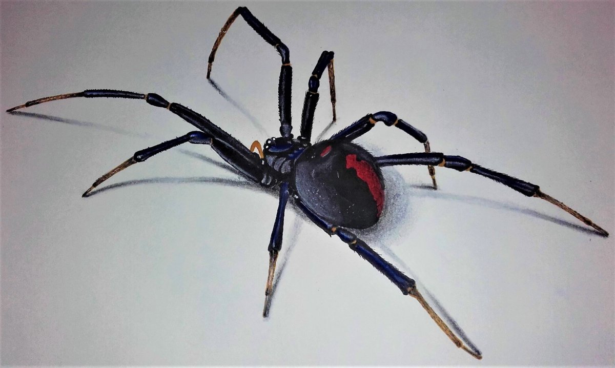 Чернильный паук