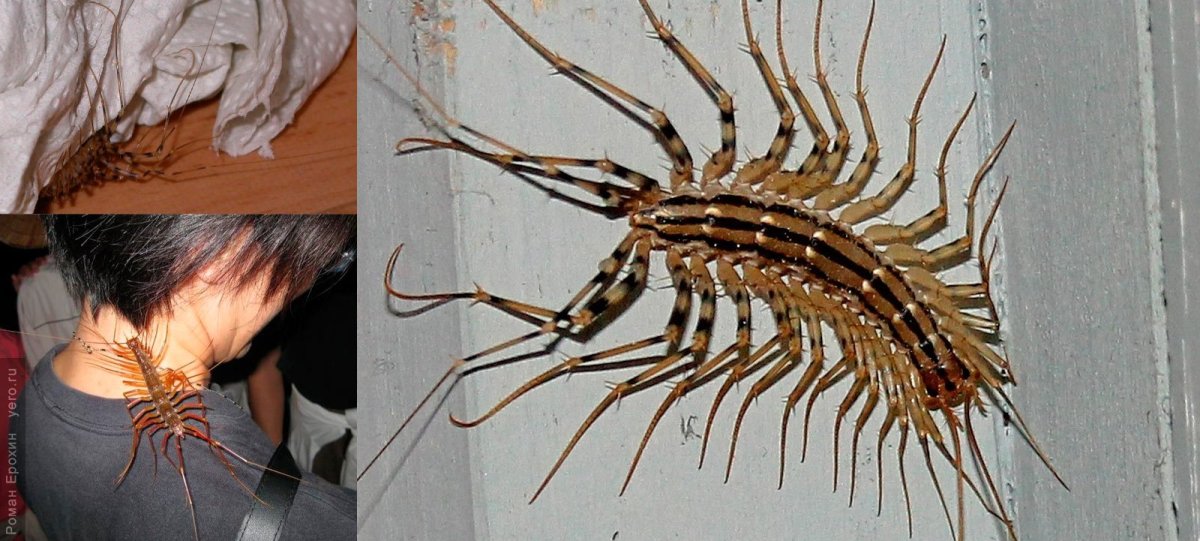 Сколопендра Крымская мухоловка