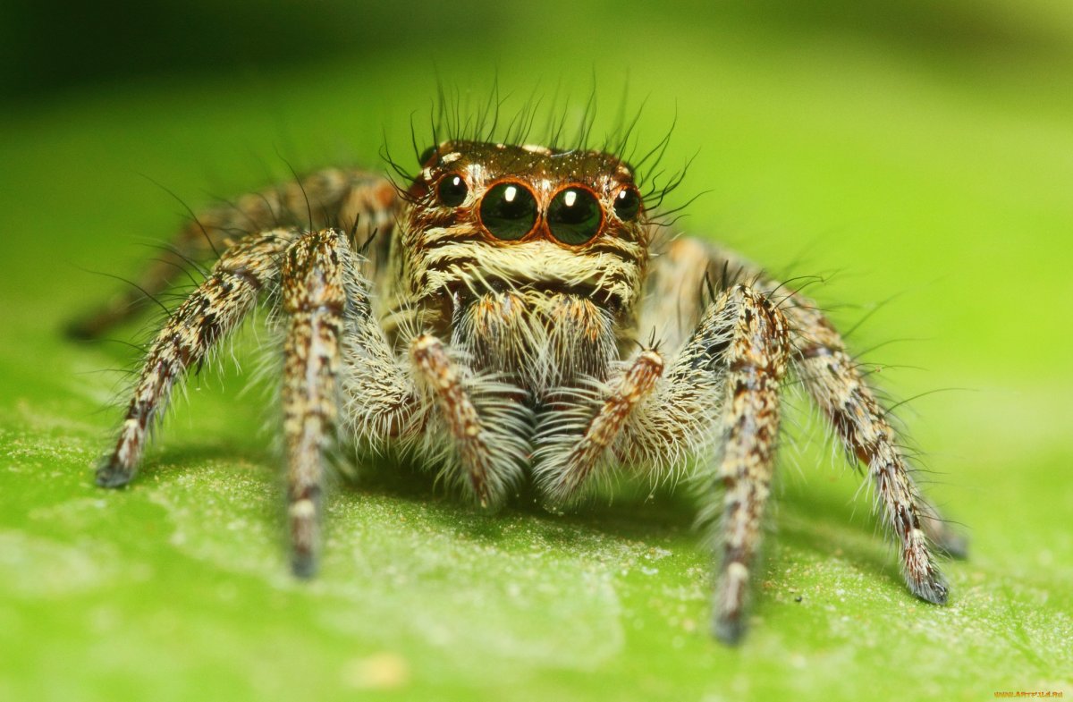 Паук скакун Подмосковье
