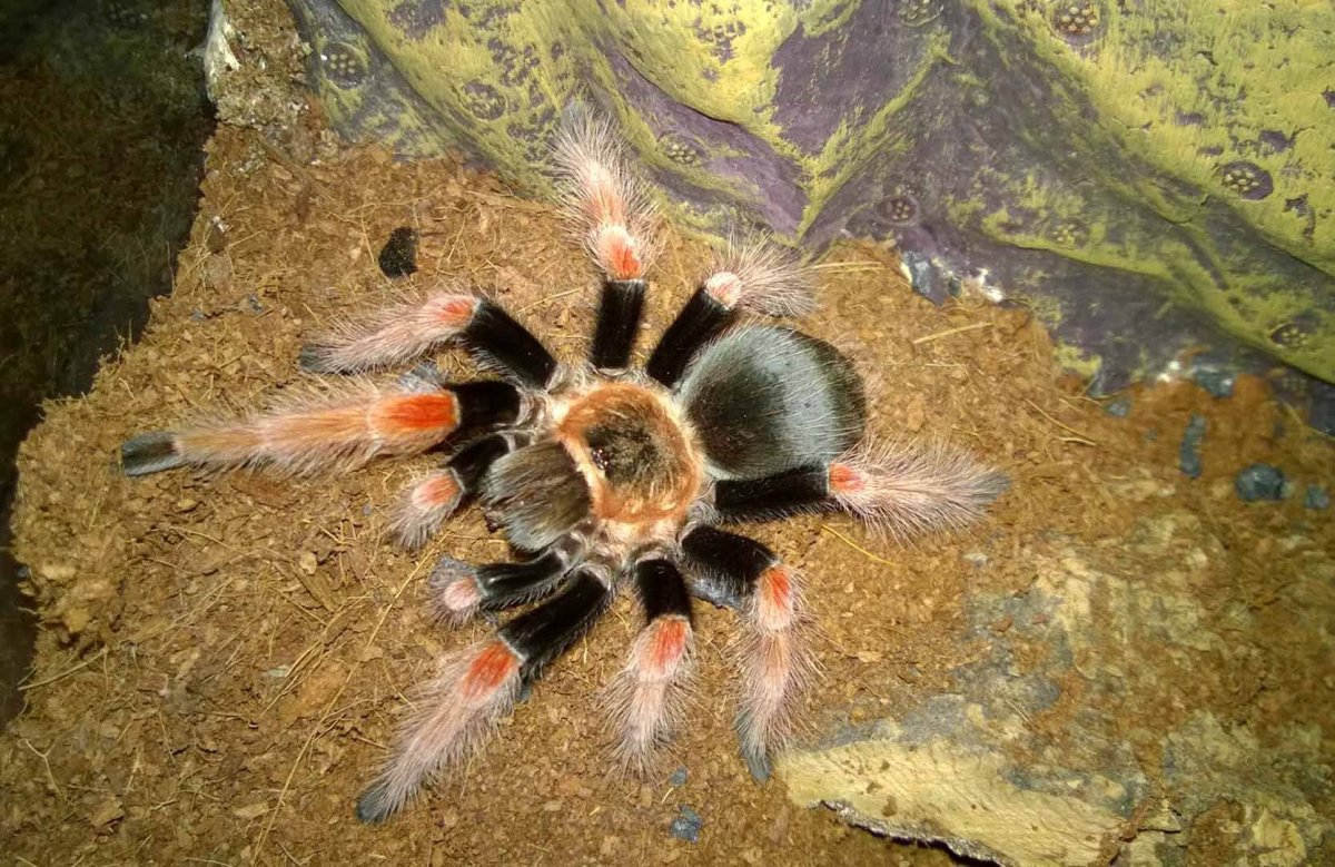 Brachypelma baumgarteni
