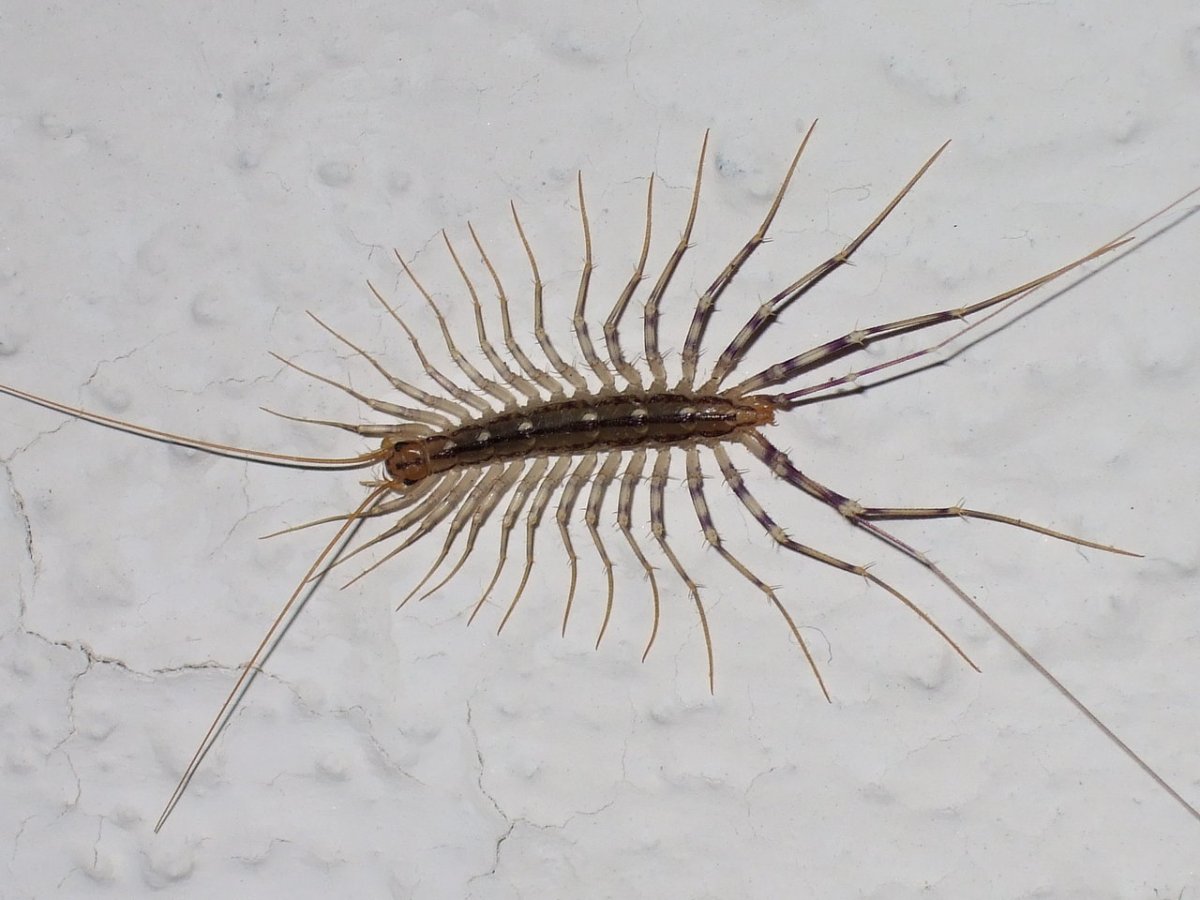 Обыкновенная мухоловка многоножка