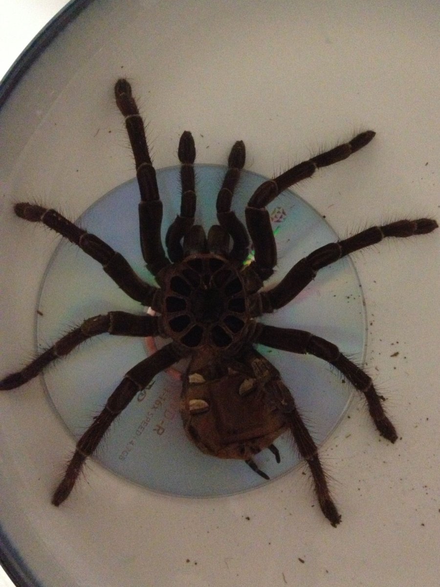 Мадагаскарский паук