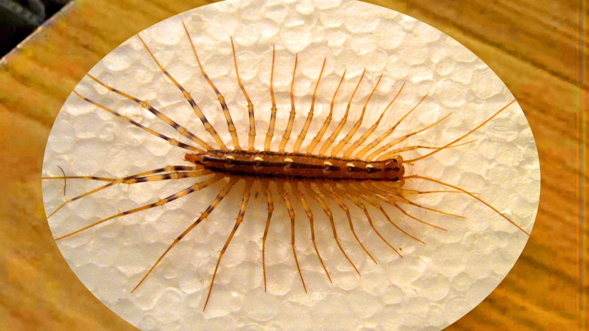 Обыкновенная мухоловка скутигера