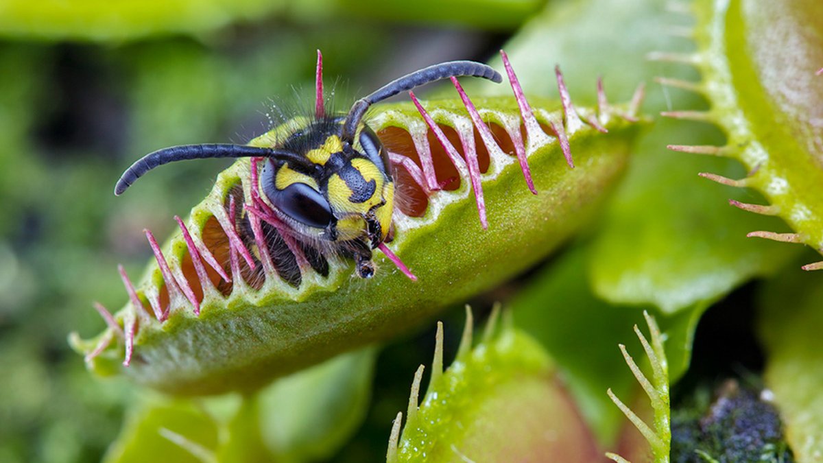 Хищные растения едят насекомых