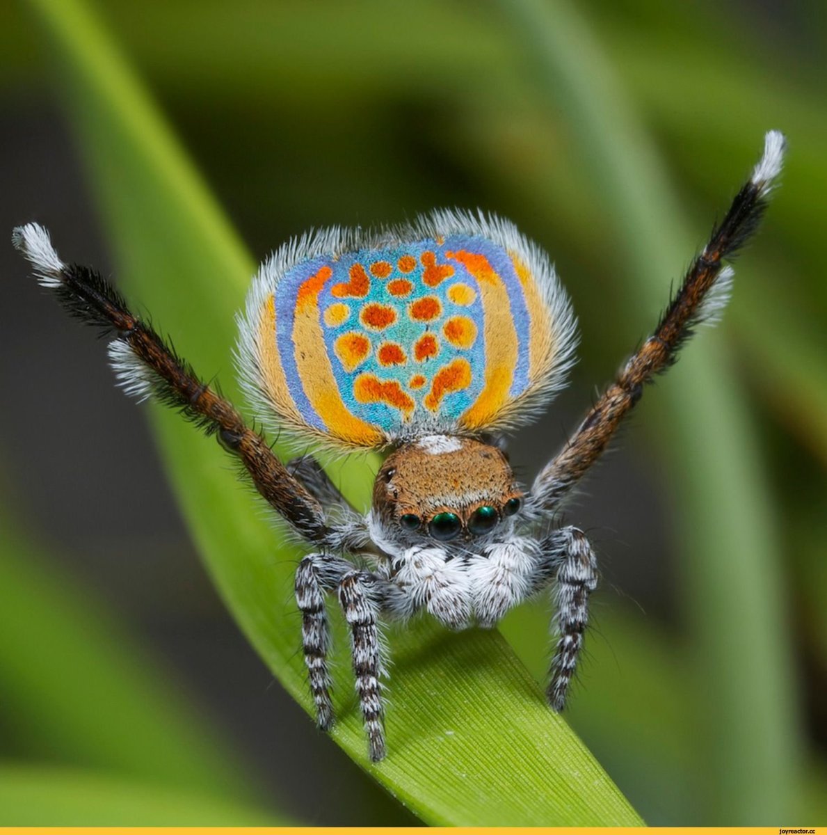 Паук Maratus speciosus