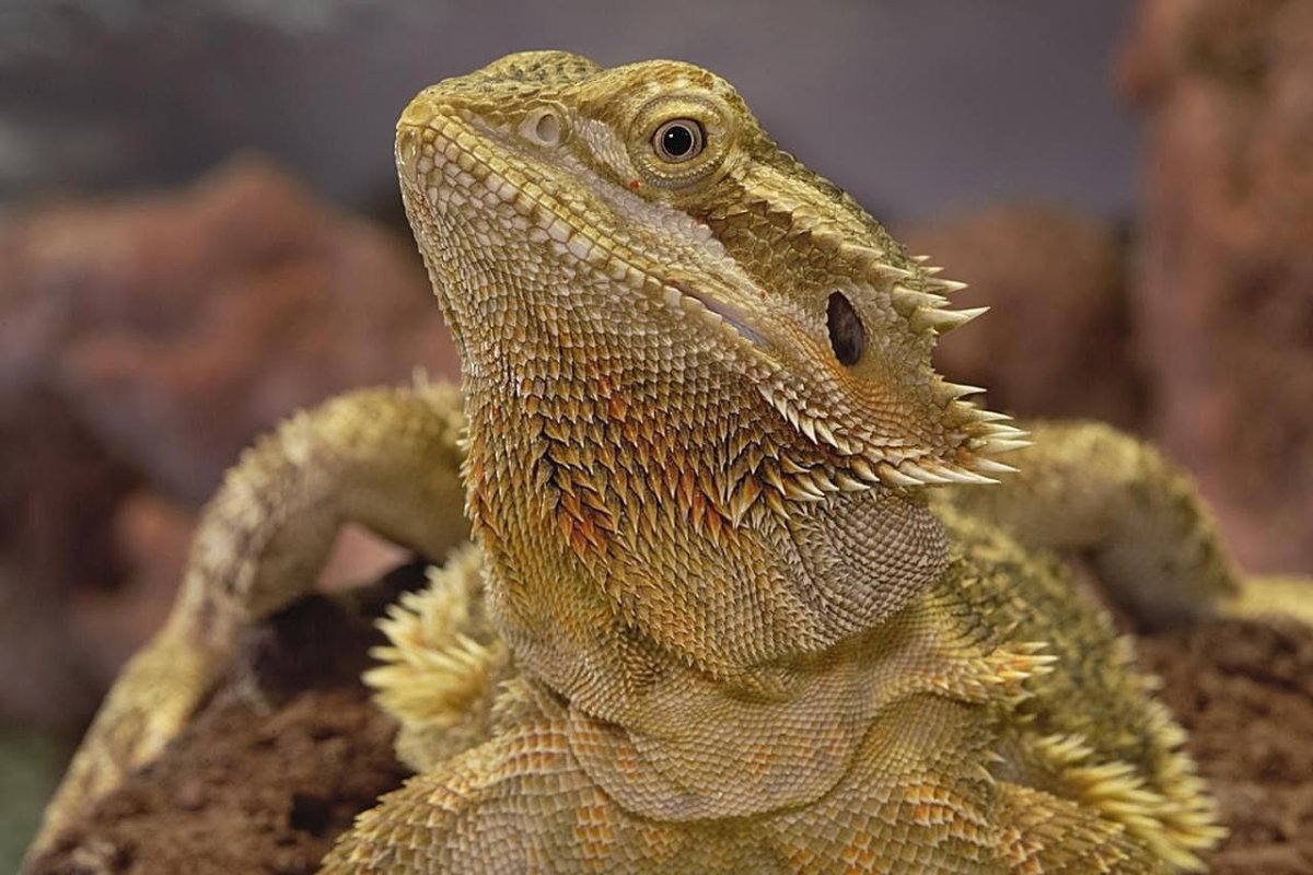 Cute bearded Dragon