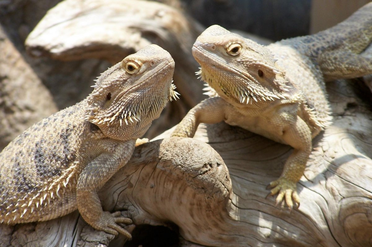 Бородатая агама дракон