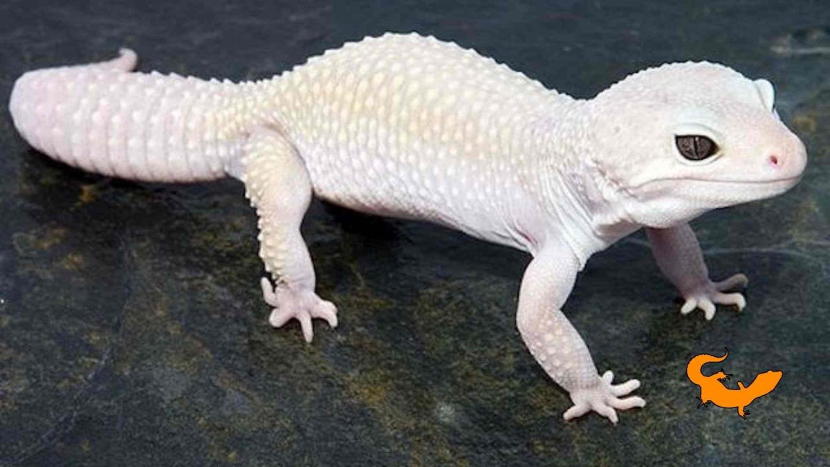 Эублефар альбинос