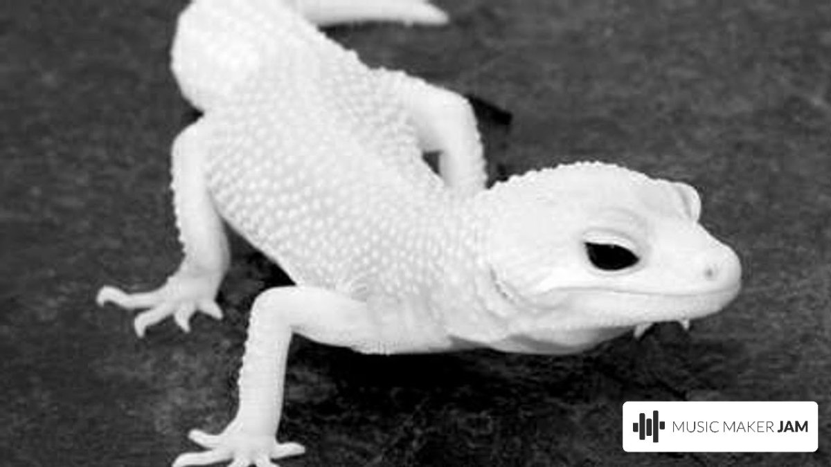 Геккон эублефар альбинос