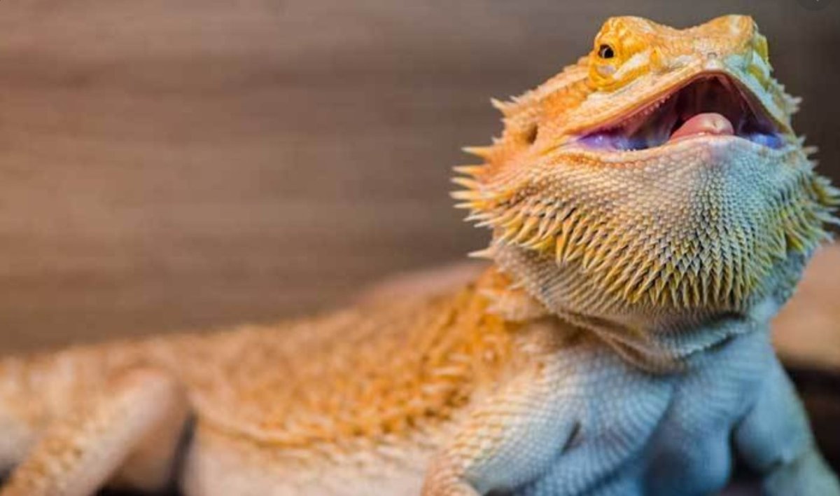 Бородатая агама линейка