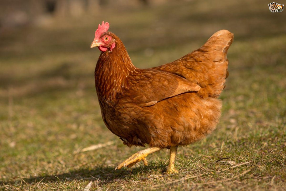 Петух Хайсекс Браун