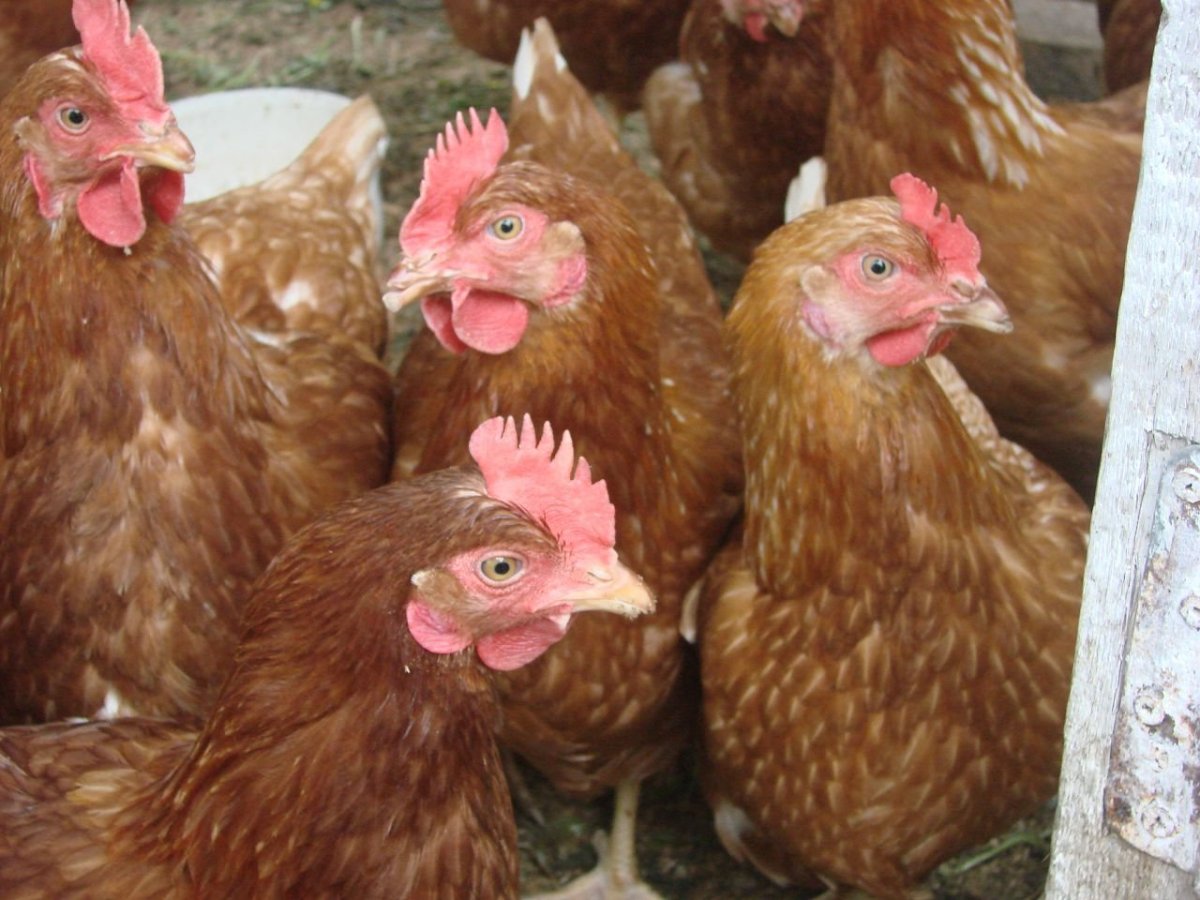 Куры кросс Хайсекс Браун