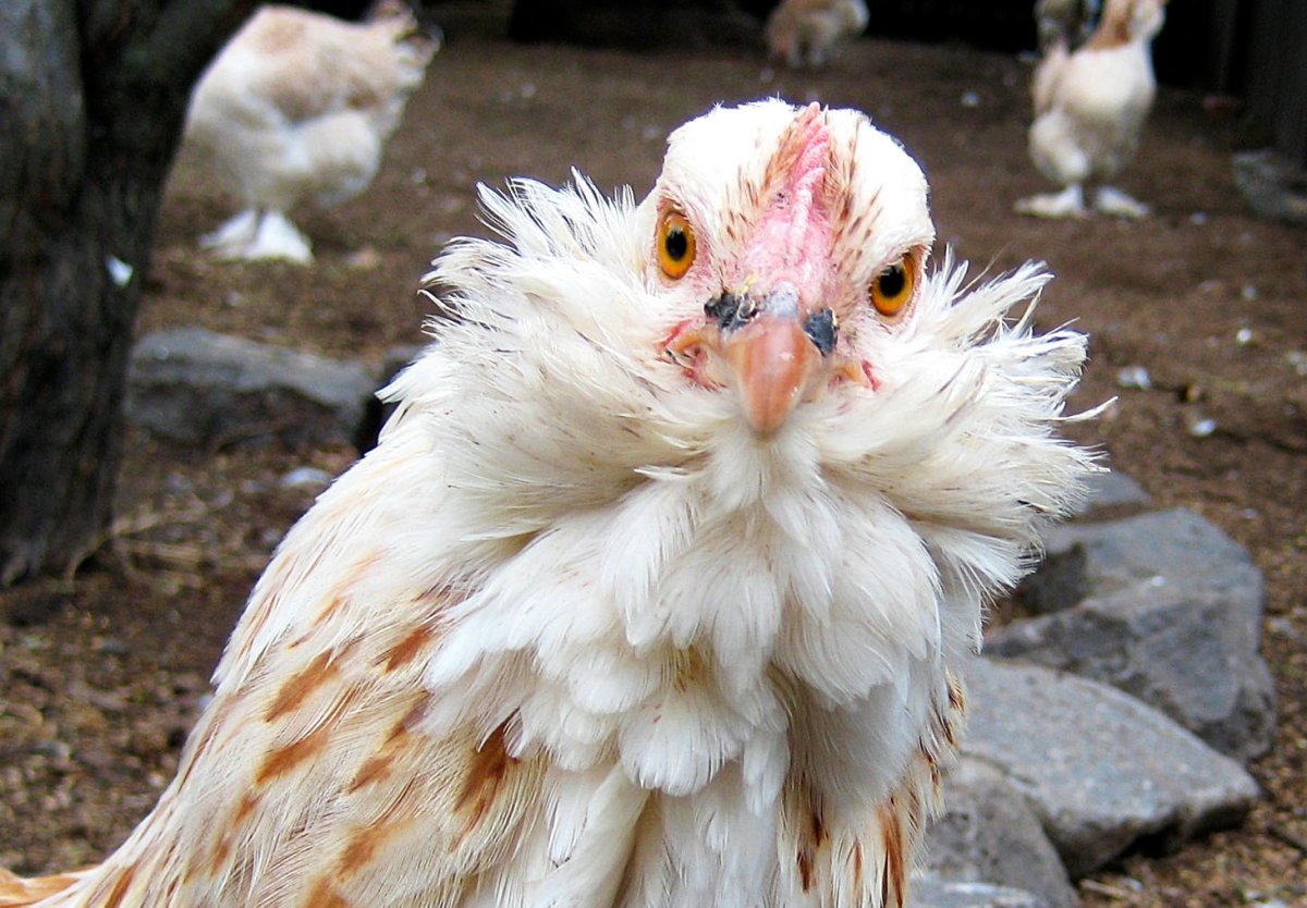 Фавероль порода кур