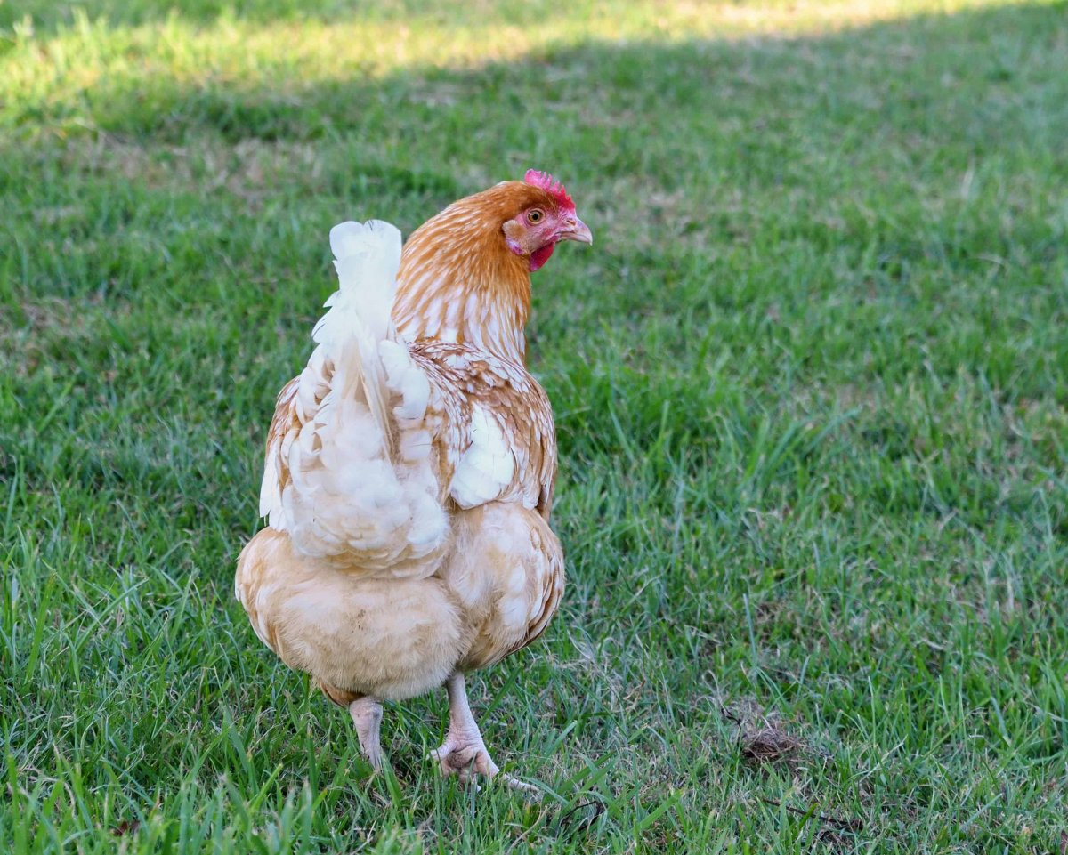 Курица вид сзади