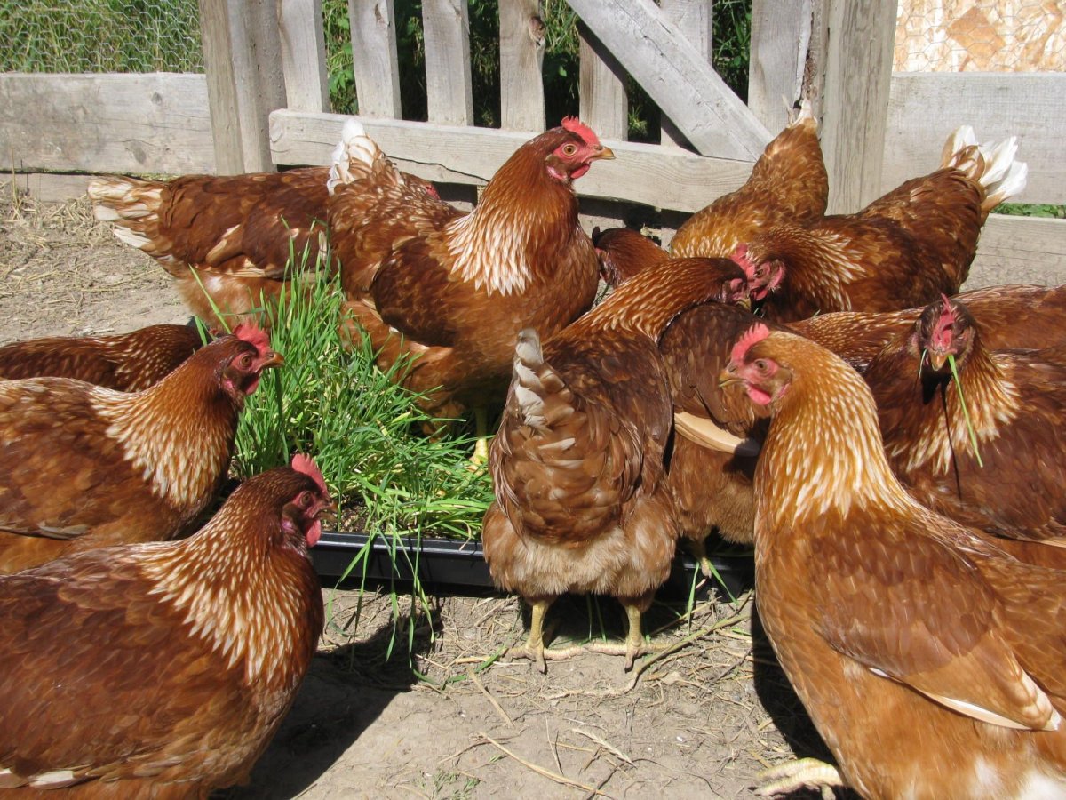 Молодки Ломан Браун