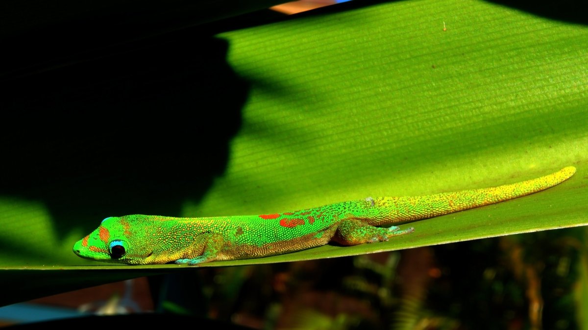 Ошейниковая игуана обыкновенная