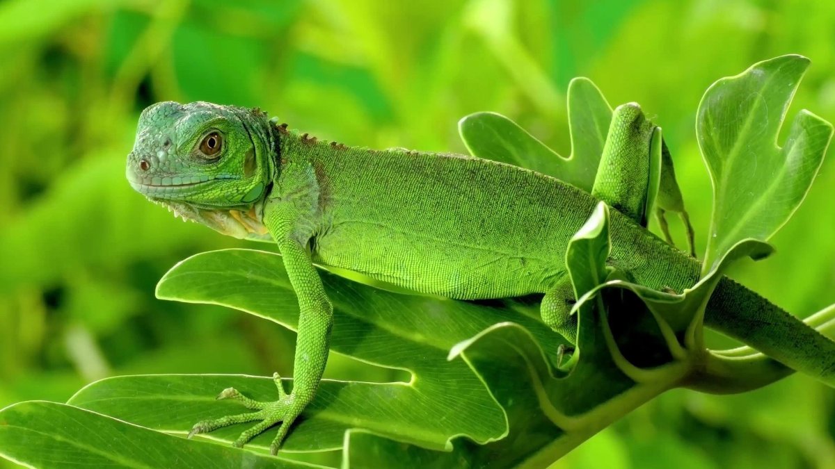 Мамба остров