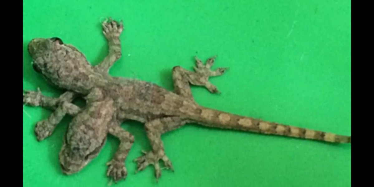 Ящерицы в Тайланде