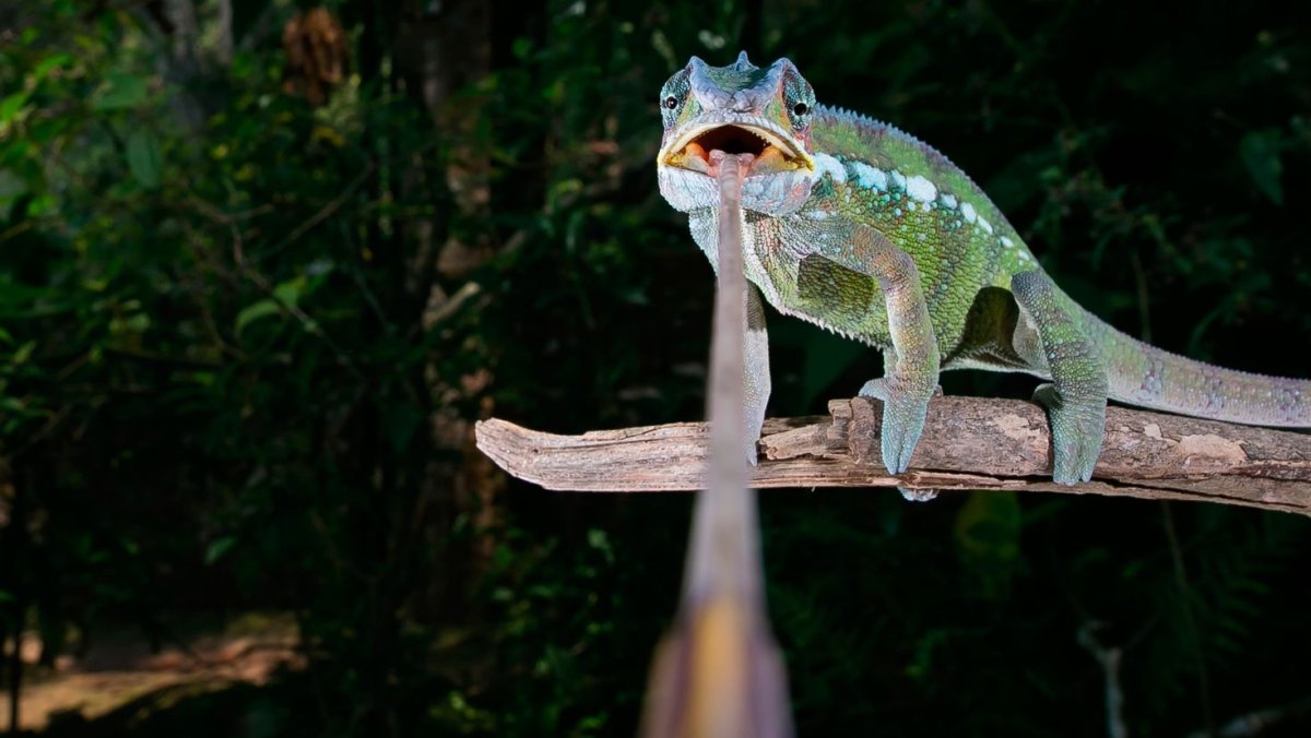 Туке ящерица