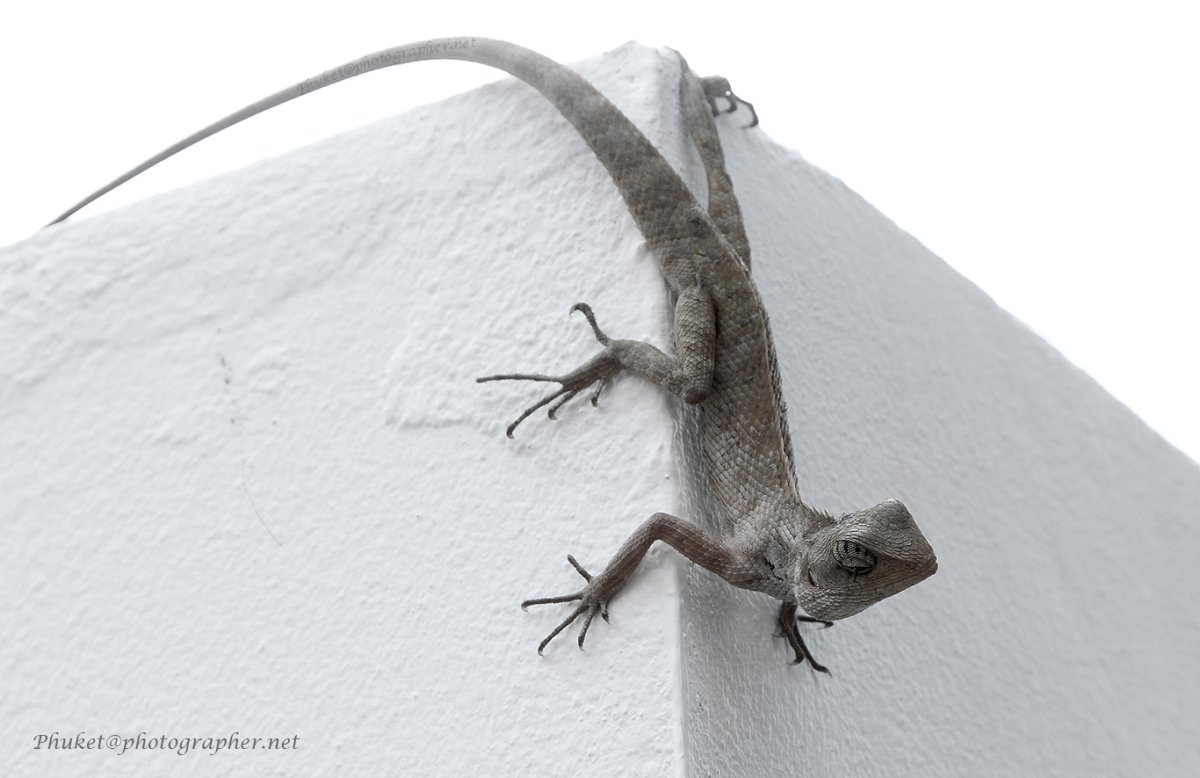 Пресмыкающиеся Варан