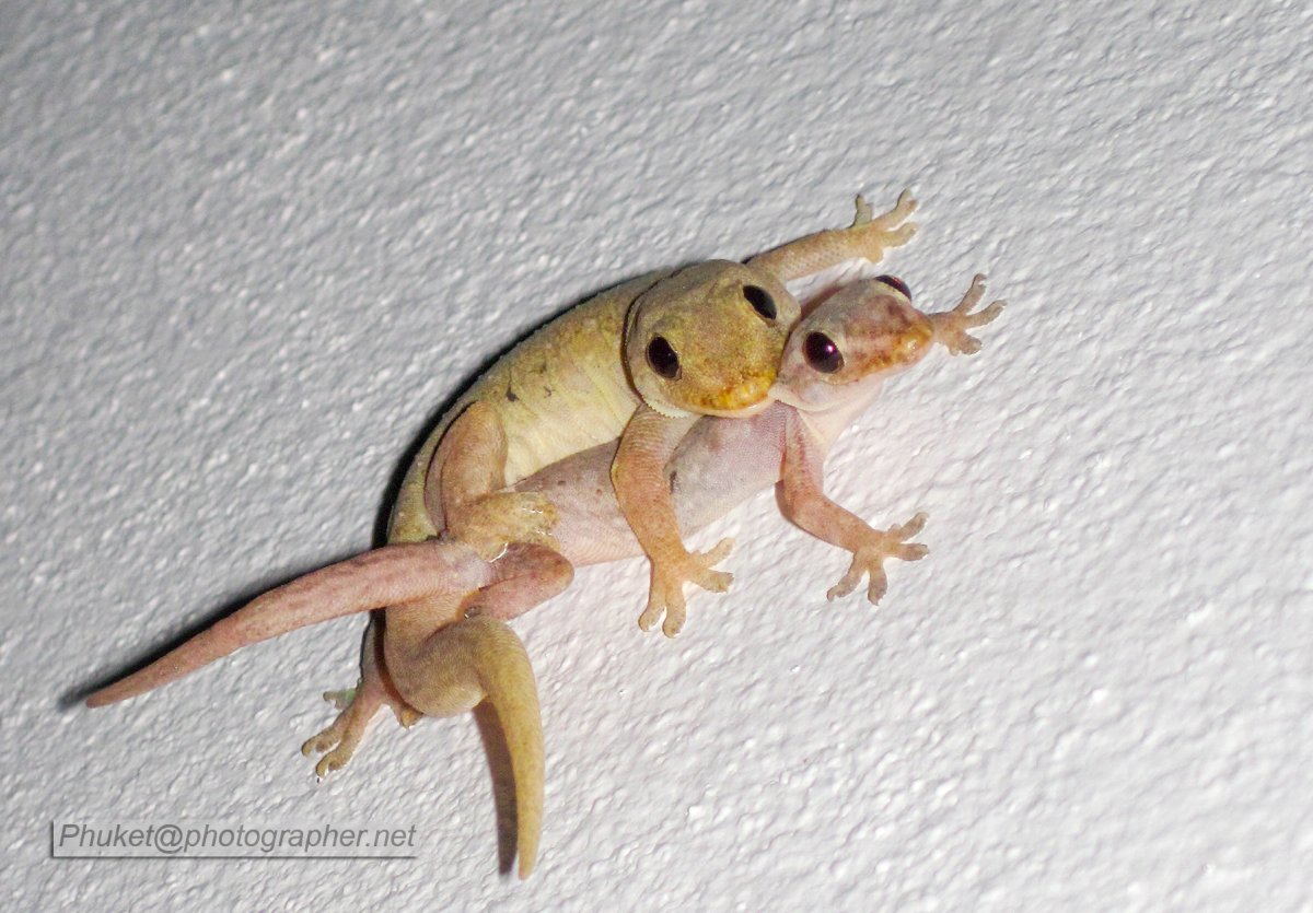 Вараны в Тайланде