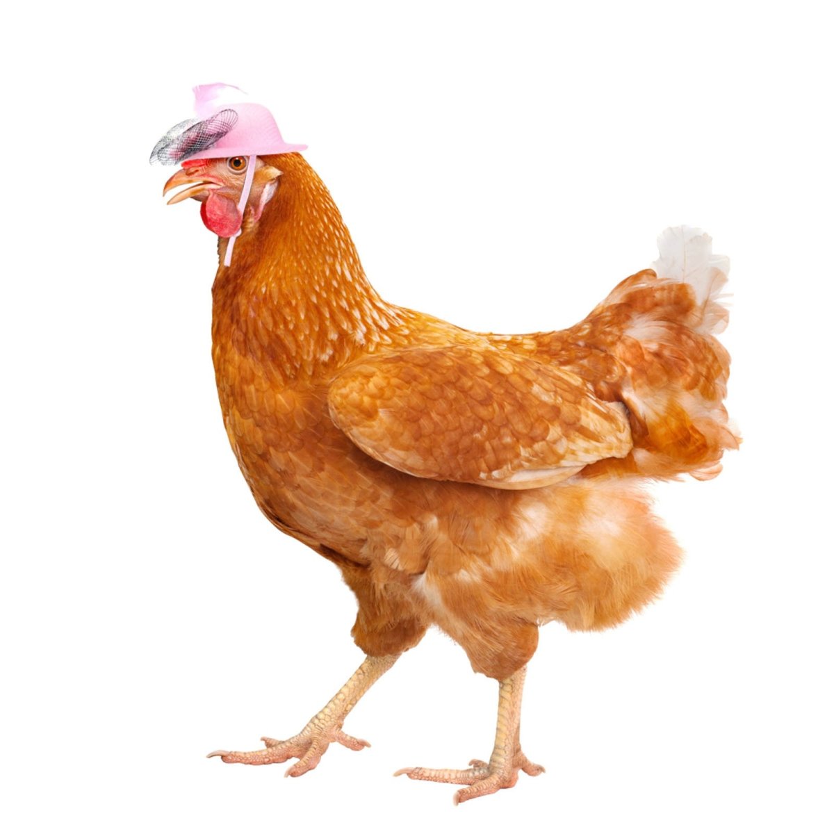 Курица на белом фоне