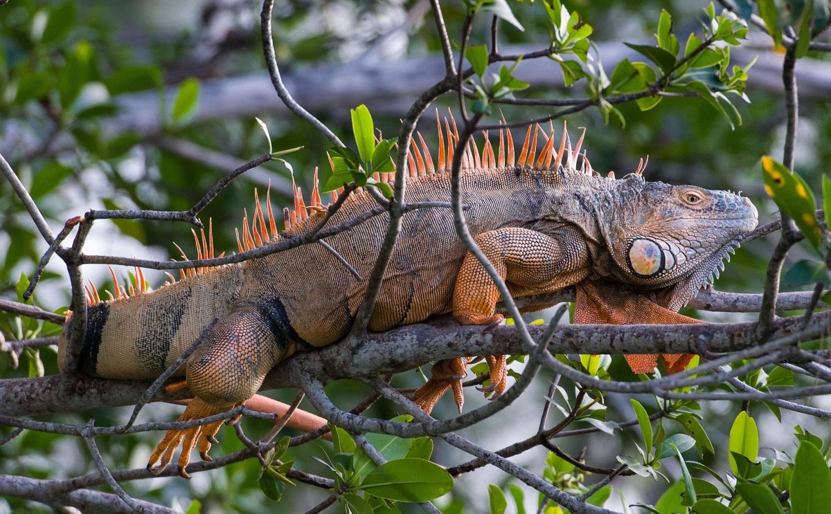Якусимский геккон