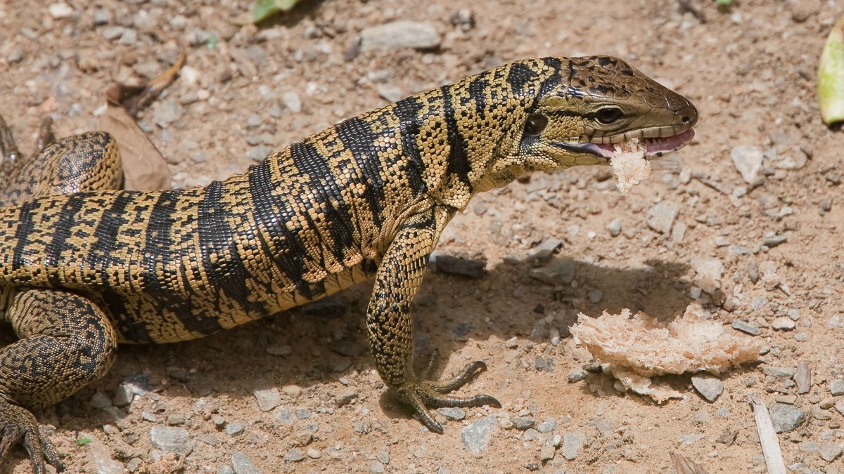 Игуана красная (Iguana Iguana)