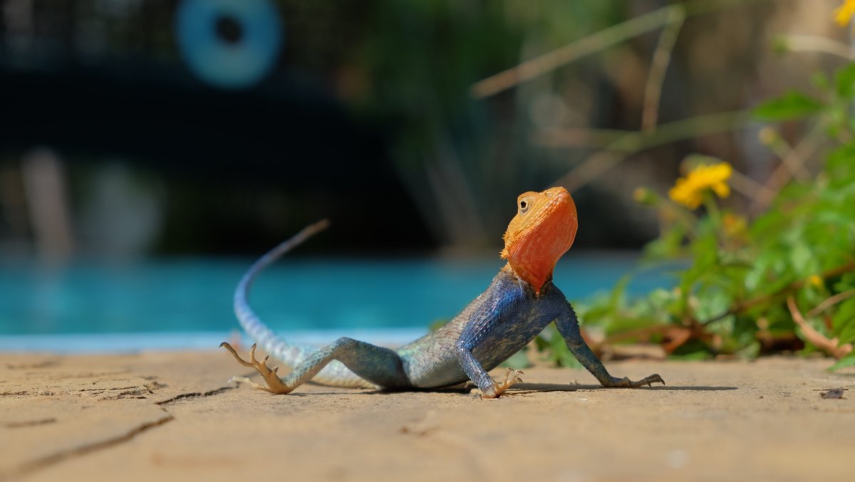 Геккон Тайланд