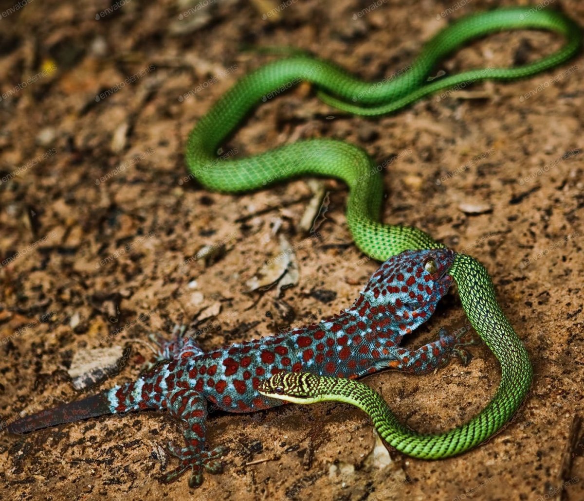 Игуана ворлд