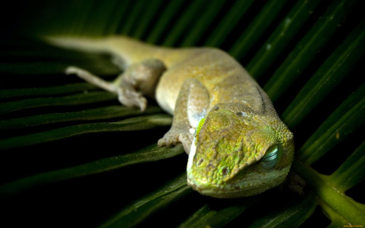 Жемчужная игуана