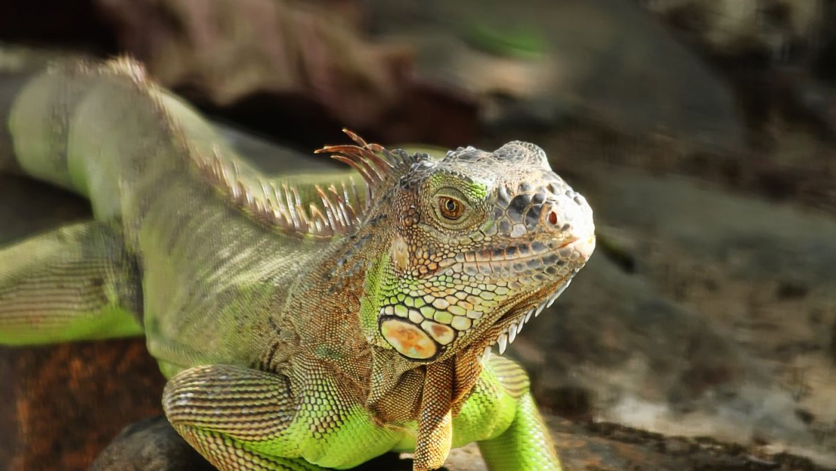 Реснитчатая агама