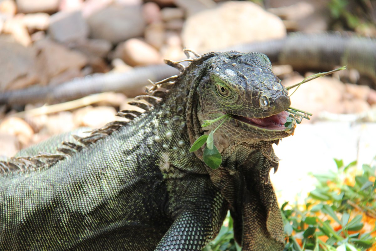 Геккон двухголовый