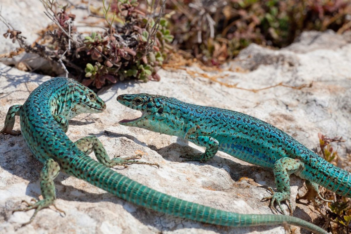 Игуана Южная Америка