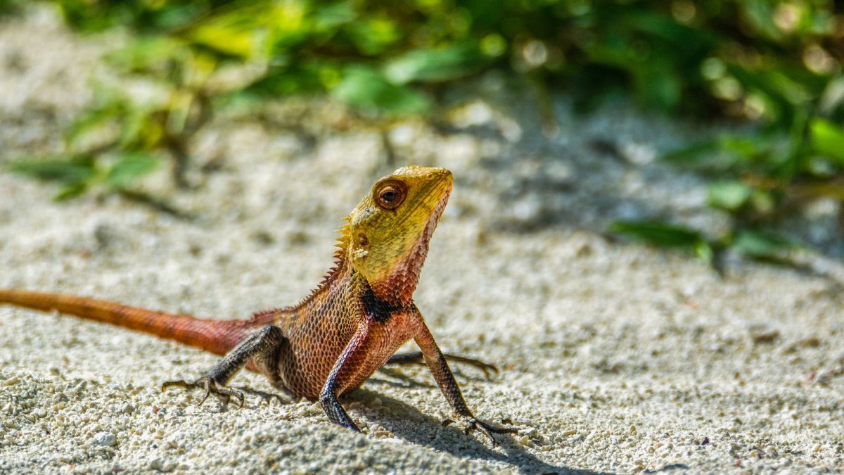 Ящерица в Тайланде ползает по стенам