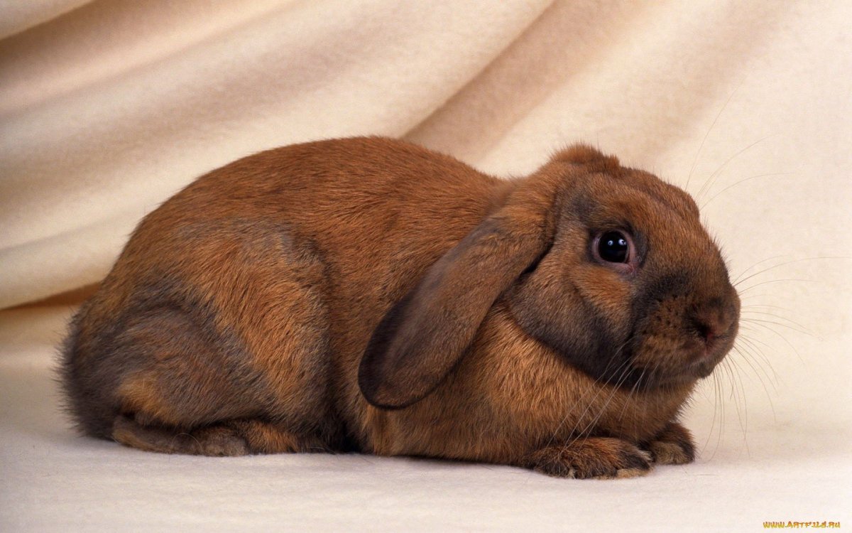 Декоративный кролик коричневый