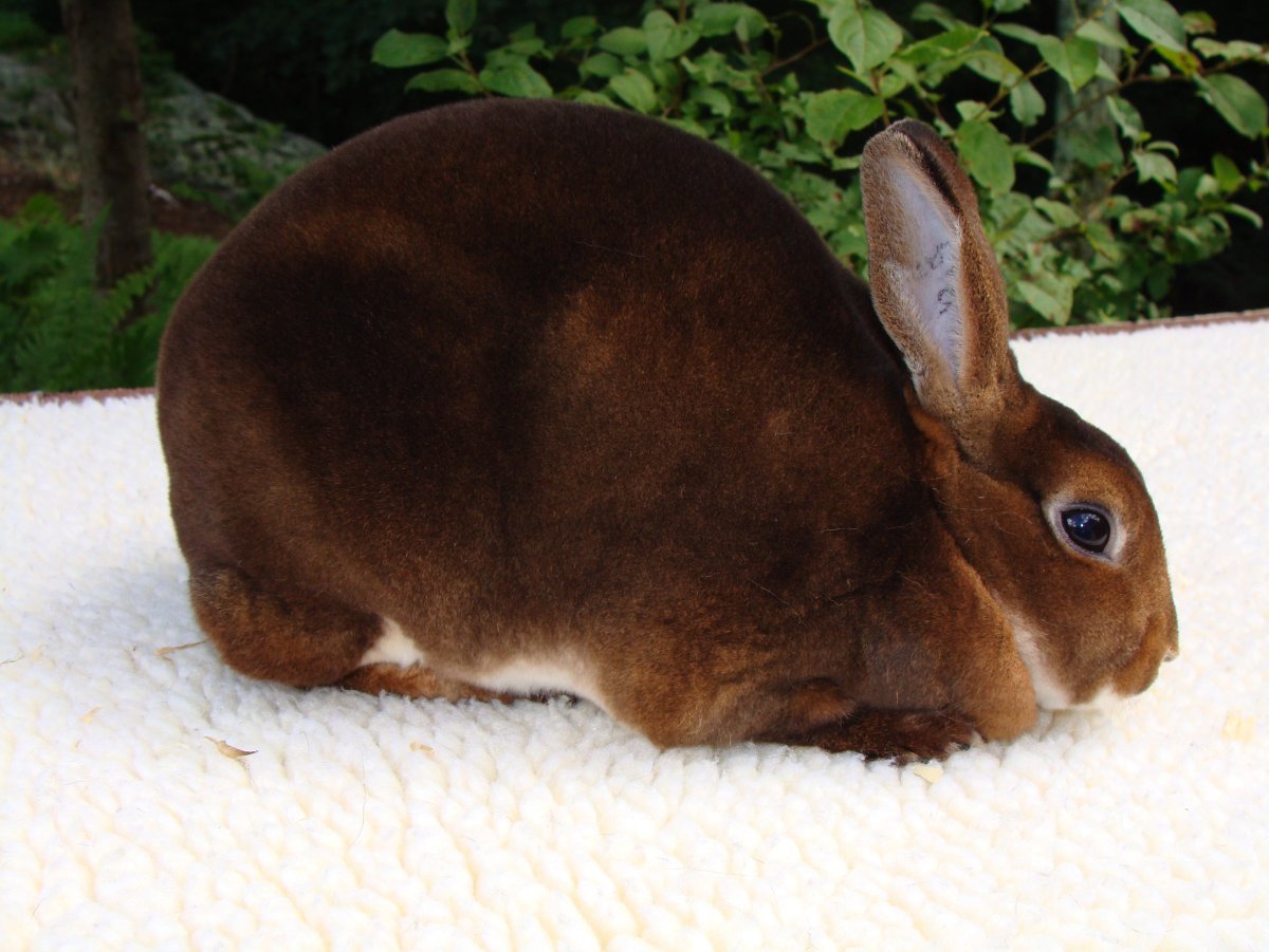 Кролик рекс шоколадный