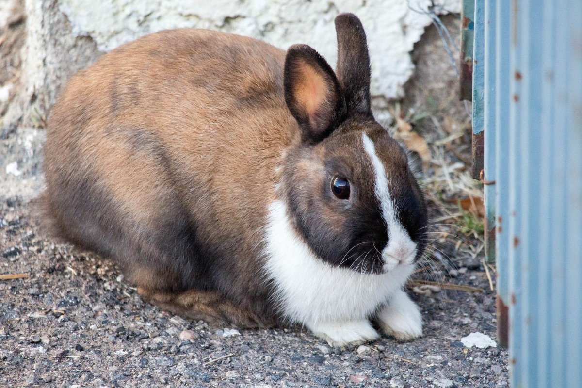 Старый кролик