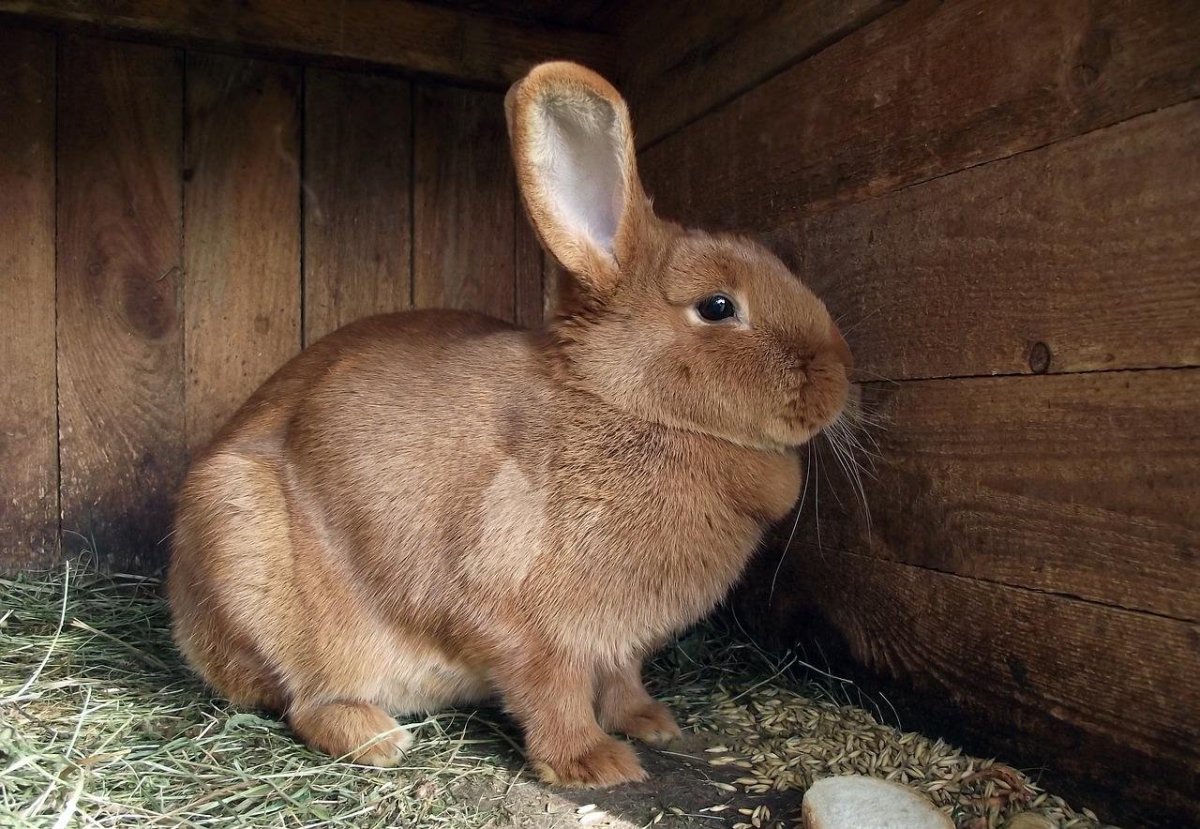 Маленький кролик коричневый