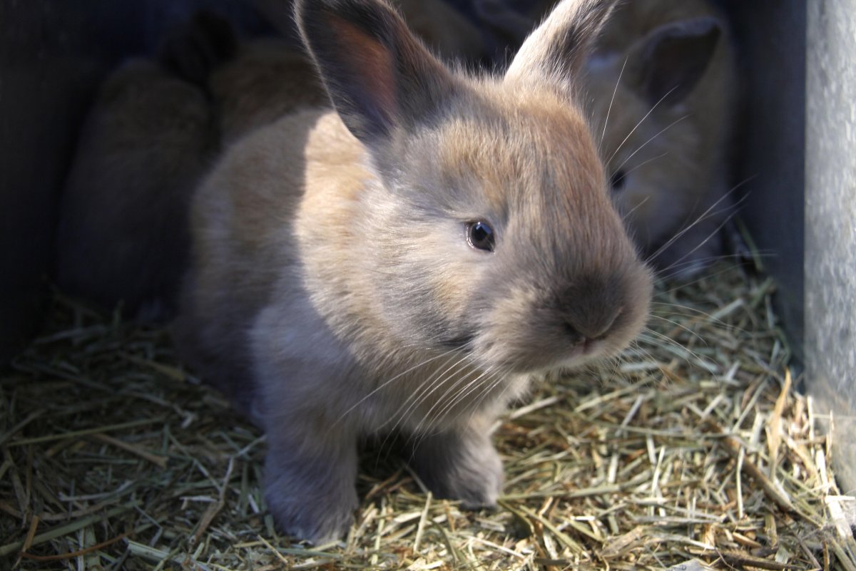 Кролик Трианта