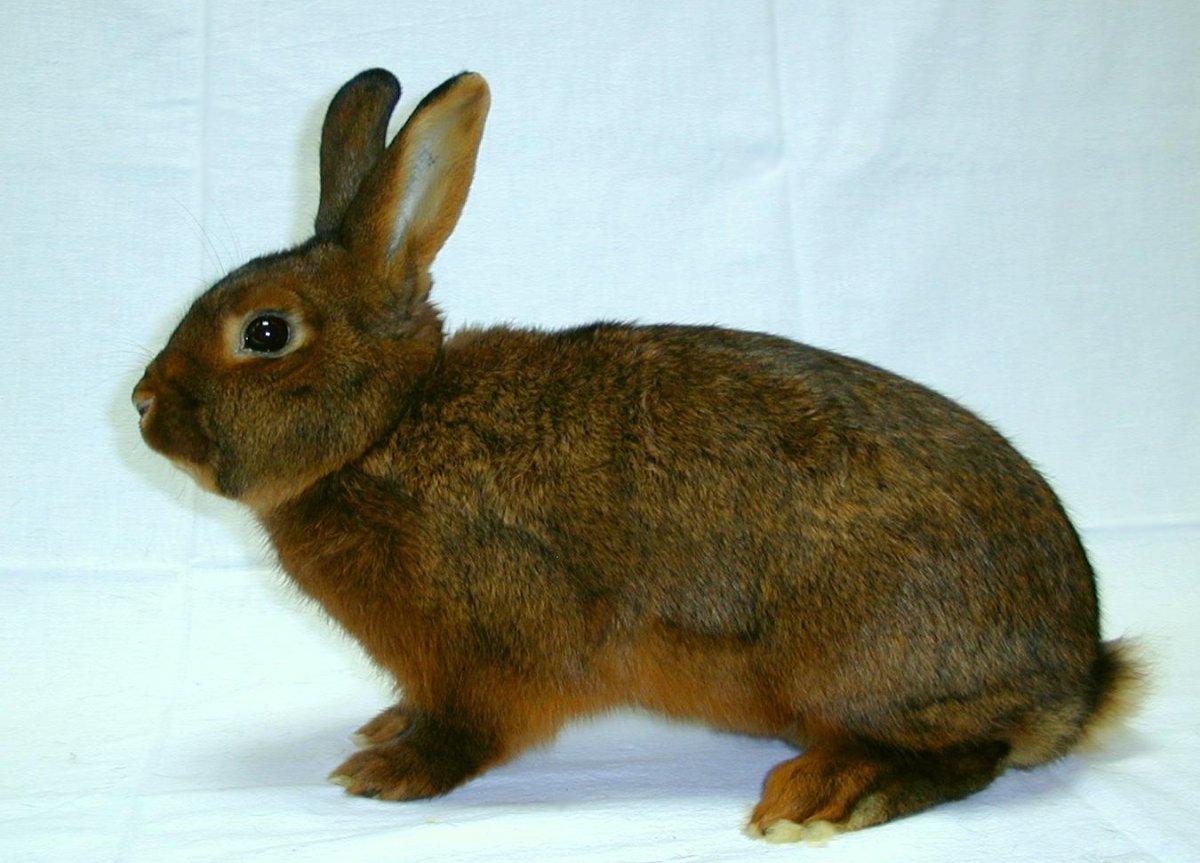 Дейлинар кролик
