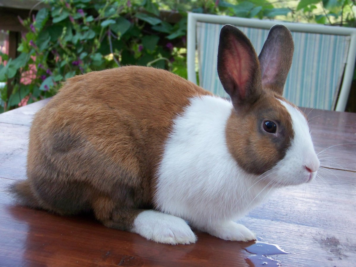 Кролик породы рекс