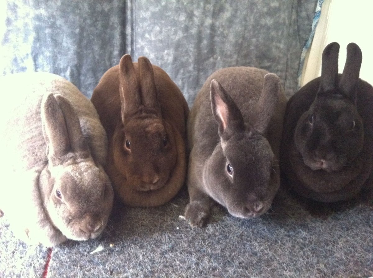 Порода шоколадных кроликов