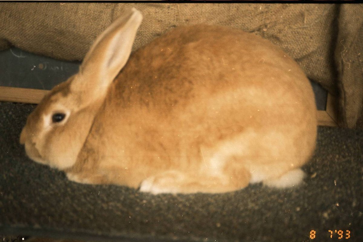 Кролик породы Паломино