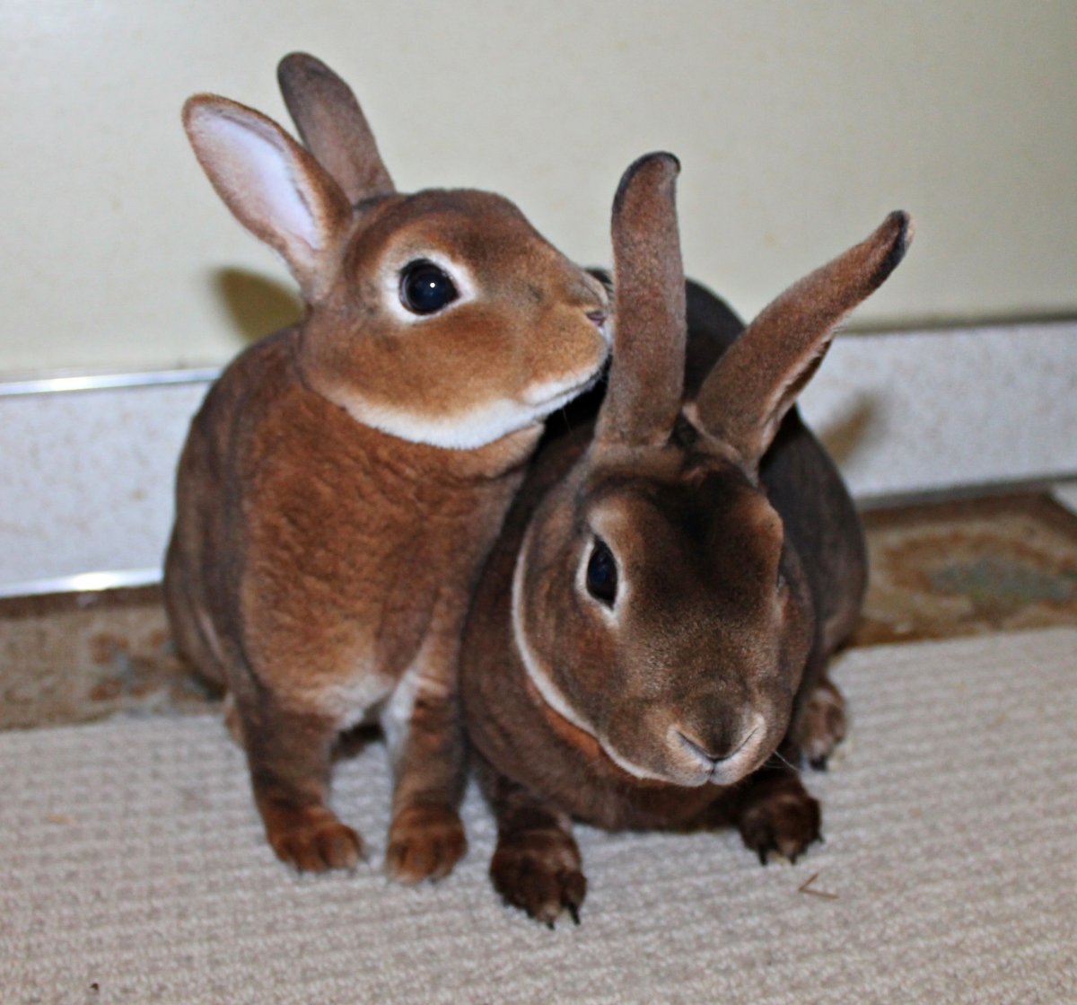 Кролики породы рекс Кастор