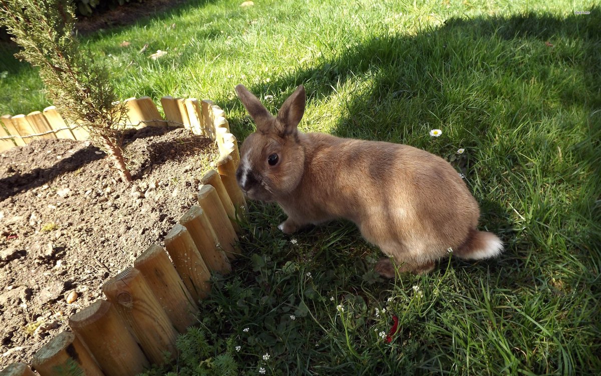 Коричневый кролик