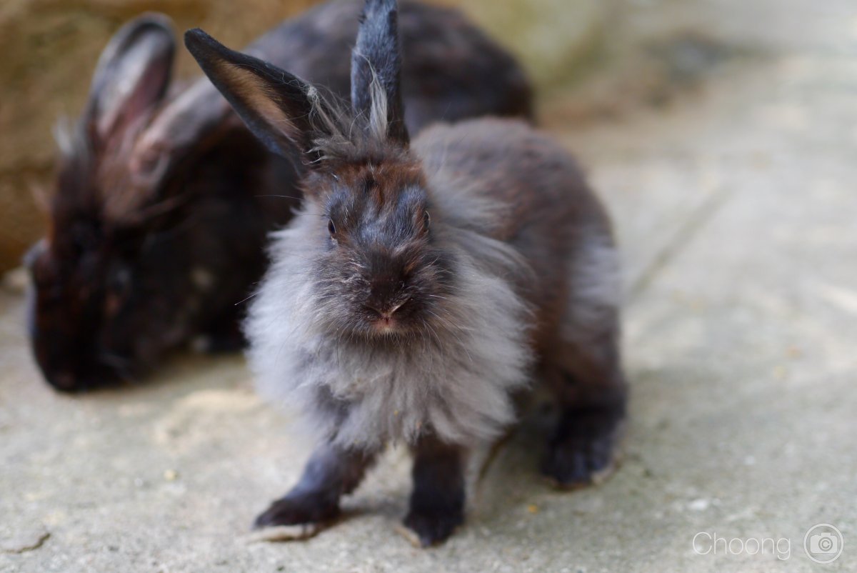 Бело коричнево черные крольчата