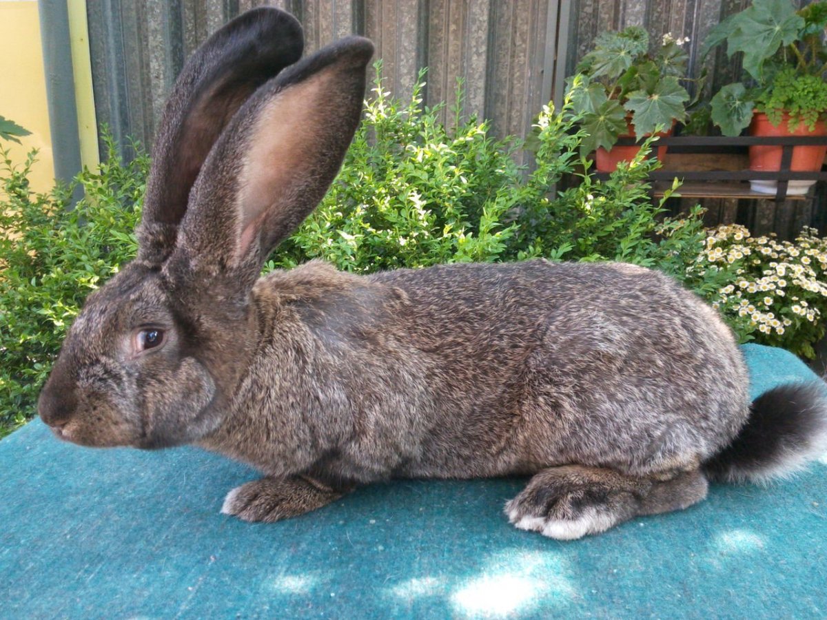 Кролики породы Фландр